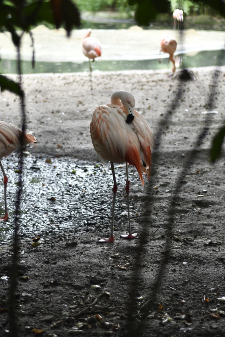 Basiscursus fotografie techniek diafragma flamingo Soest Amersfoort dierentuin