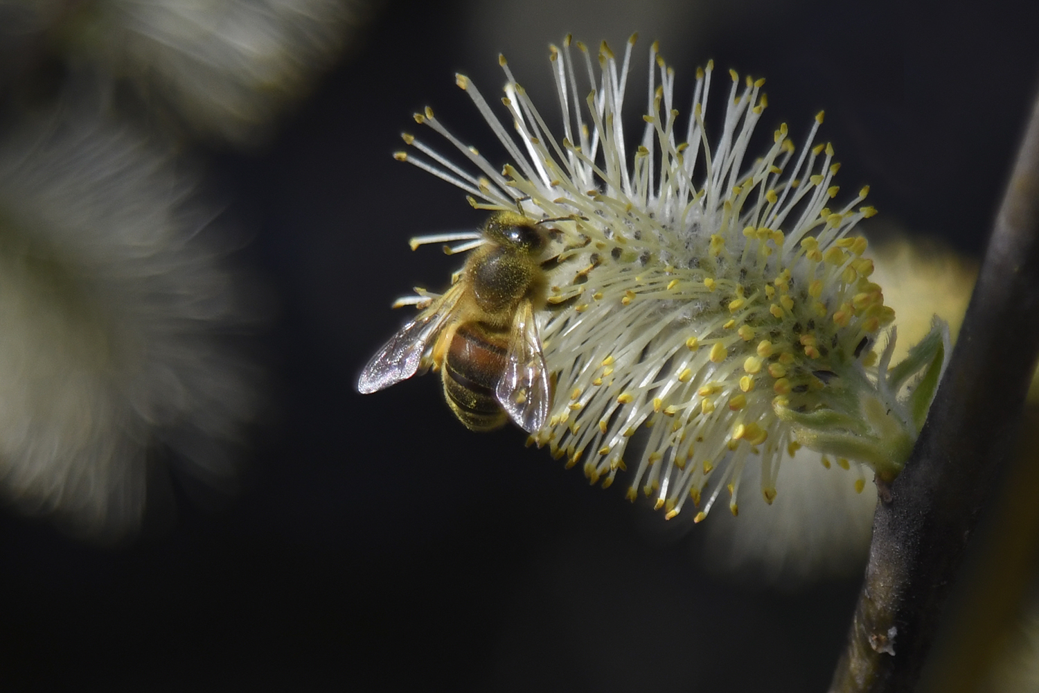 Natuur Soestduinen macro wesp fotografie cursus camera wesp nectar